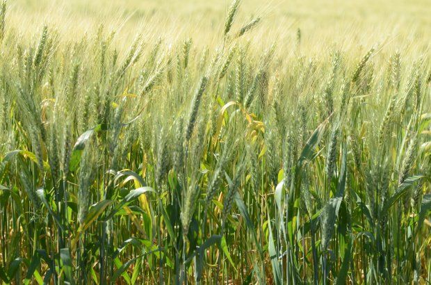 MB Comunicao Empresarial e Organizacional - O Projeto de Incentivo ao Plantio de Cereais de Inverno Destinados  Produo de Gros faz parte do Programa Terra Boa e tem a participao da Secretaria de Estado da Agricultura, cooperativas, produtores rurais e agroindstrias (Foto: Jeferson Baldo/Arquivo/Secom).