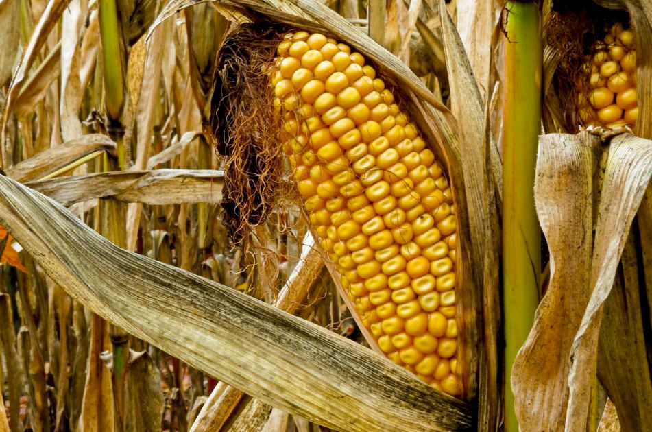MB Comunicao Empresarial e Organizacional - Seca afeta produo de milho e vrios setores do agronegcio (Crdito: Sarah Vie/ Flickr)