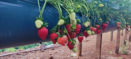 MB Comunica��o Empresarial e Organizacional - A hist�ria do S�tio Sabores da Mata mostra que o empreendedorismo rural, quando aliado a pol�ticas p�blicas eficientes e parcerias estrat�gicas, � capaz de gerar renda, fortalecer a agricultura familiar e movimentar a economia local. (Foto: Cristiane Krutzmann)