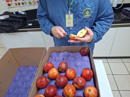 MB Comunica��o Empresarial e Organizacional - Certifica��o fitossanitaria maca S�o Joaquim (Foto: Departamento Regional de S�o Joaquim/Cidasc)