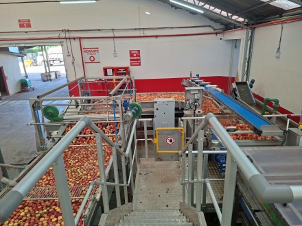 MB Comunica��o Empresarial e Organizacional - Beneficiamento da maca S�o Joaquim Cooperserra. (Foto: Departamento Regional de S�o Joaquim/Cidasc)