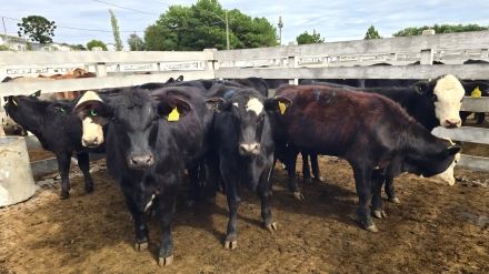 MB Comunica��o Empresarial e Organizacional - Feira contou com animais de elevado padr�o. (Foto Divulga��o)