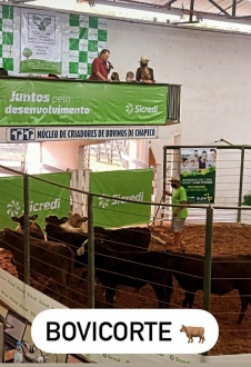 MB Comunicao Empresarial e Organizacional - O 3 LEILO DE GADO GERAL (BOVICORTE), realizado no ltimo fim de semana em Chapec (Foto: Sindicato Rural de Chapec).