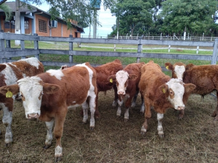 MB Comunicao Empresarial e Organizacional - Foram comercializados 65.623 quilos de animais vivos (Foto: Sindicato Rural de Chapec).