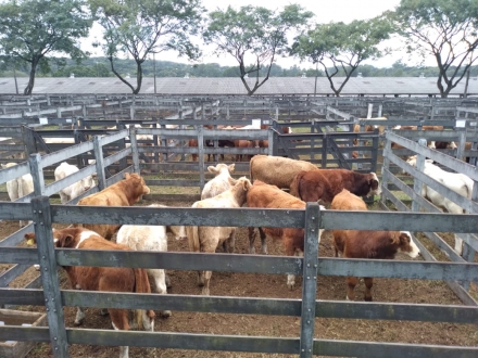 MB Comunicao Empresarial e Organizacional - Evento contou com animais das raas Charols, Simental, Angus e Red Angus para venda (Foto: Sindicato Rural de Chapec).